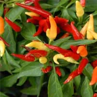 Capsicum annuum