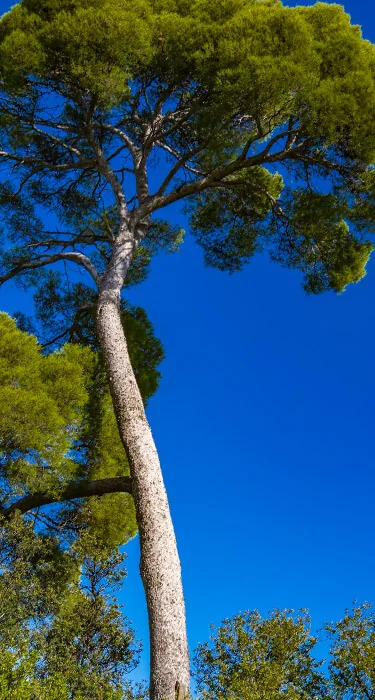 French maritime pine bark