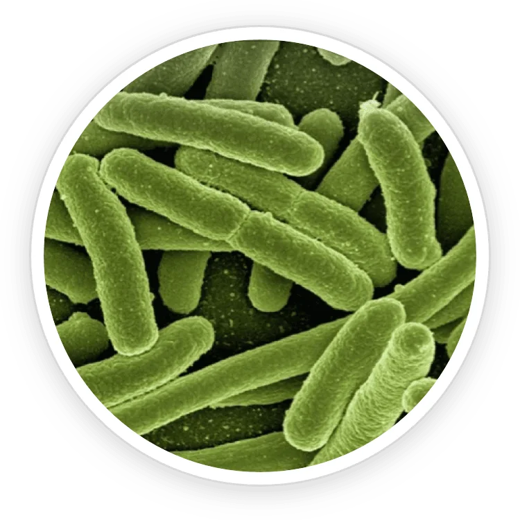 Lactobacillus reuteri
